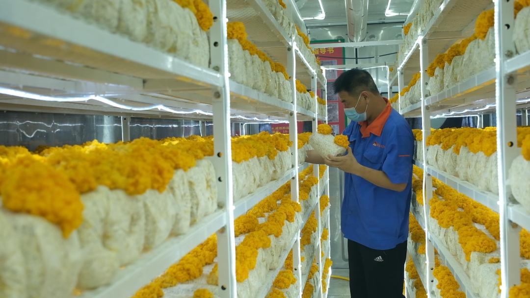 ɽ�|���f�����S�𡱮a(ch��n)�I(y��)����ġ������������Ƽ���(w��n)�a(ch��n)��